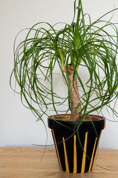 A ponytail palm plant inside of a hand painted black ceramic pot with yellow acrylic paint dripped for a unique pattern and design. It is sitting on a wooden desk.