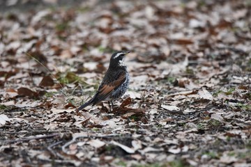 Thrush / Thrush eats fruits and ground insects.