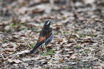 Thrush / Thrush eats fruits and ground insects.