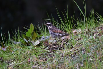 Thrush / Thrush eats fruits and ground insects.