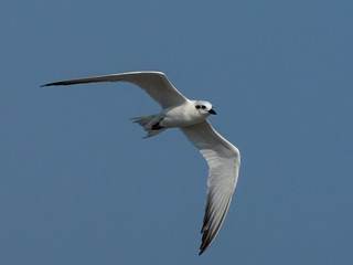 Naklejka premium Whiskered Tern with non-breeding plumage in flight. Its scientifc name is Chlidonias hybrida.