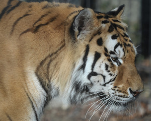 Bengal Tiger