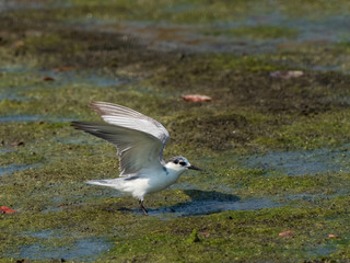 Whiskered Tern with non-breeding plumage in flight. Its scientifc name is Chlidonias hybrida.