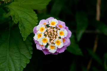 初夏の花ランタナ　七変化