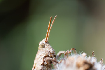 grillo