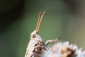 grillo