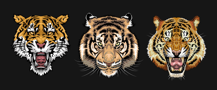 Tiger vector set collection graphic clipart design