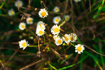Natural background with Blister Beetle on a daisy flower