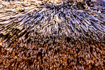 Texture with detail of a straw thatch roof