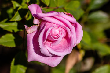 Pink rose