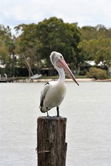 pelican