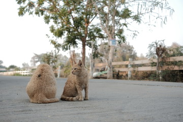 camel in desert