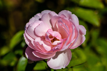 Pink rose