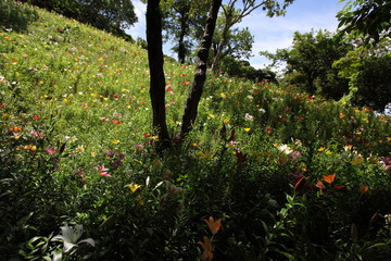 斜面に咲く百合