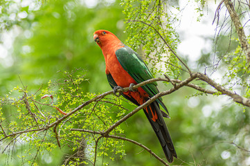 King Parrot Diagonal