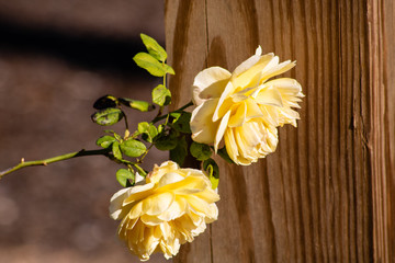 Yellow rose