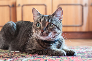 A gray common home tabby cat is resting on a carpet floor indoor.