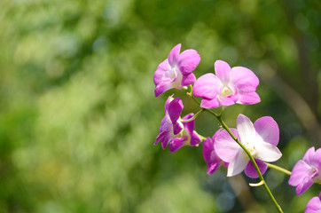 Obraz premium Beautiful purple or violet orchid against blurred or bokeh background, selective focus