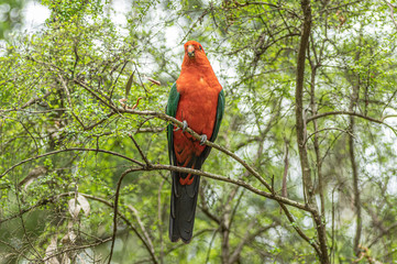 King Parrot Vertical
