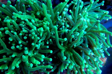 Naklejka na ściany i meble Green Toxic Euphyllia Torch LPS Coral - Euphyllia Grabrescens 