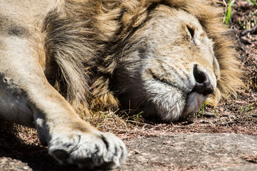 Naklejka premium Leone