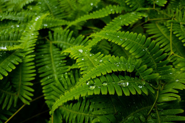 Fern tropical forest