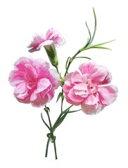 Carnation flower isolated vector illustration
