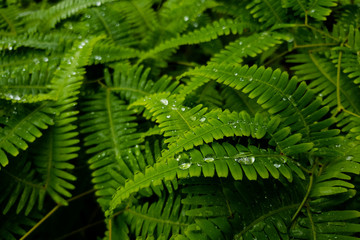 fern in forest