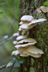 Fototapeta premium mushroom in the forest