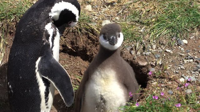 Close Up of Magellanic Penguin and Chick in Nature Reserve in Patagonia, South America. Endangered Animal in Nesting Migration