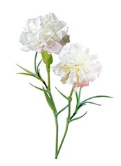 Carnation flower isolated on white background vector illustration