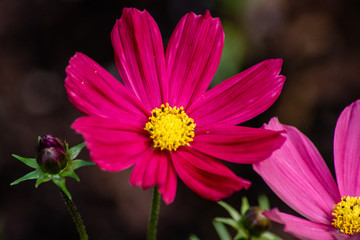 Fototapeta premium Purple cosmos