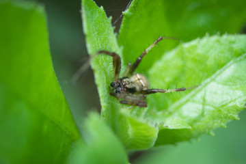 Close-up of colorful spider on green leaf