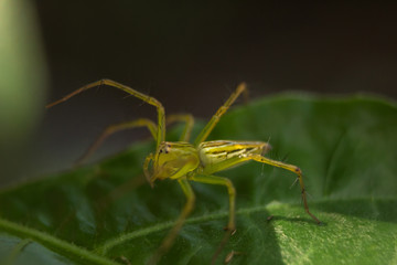 Close-up of colorful spider on green leaf