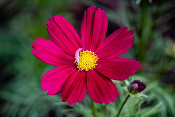 Purple cosmos