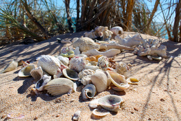 Shells at the Beach