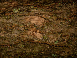 Colorful saturated bark of wood. The woody texture