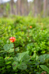 Ripening northern berry cloudberry Rubus chamaemorus, on a blurred background of greenery, in the forest.