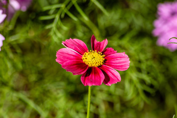Purple cosmos