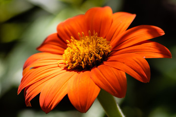 Mexican sunflower