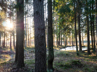 Obraz premium Beautiful green leafy and coniferous forest.