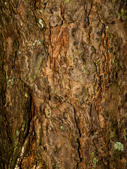 Colorful saturated bark of wood. The woody texture