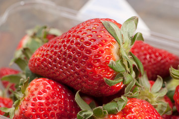 Strawberries in Plastic Container