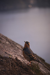 bird on rock
