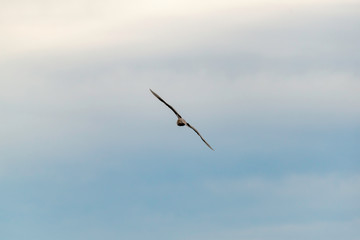 USA, California, San Mateo County, Half Moon Bay. A seagull with outstretched wings tilts at a 45 degree angle as it flies into a cloudy sky.