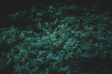 Fototapeta na wymiar Green leaves field background, close-up leaves