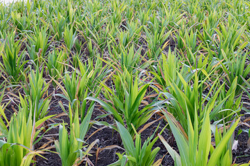 Agriculture.Arid hot summer causing the death of the crop. young green stalks planted in a field of corn.