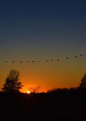 Sunset Geese © Steve