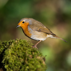 European Robin in his environment. His Latin name is Erithacus rubecula.