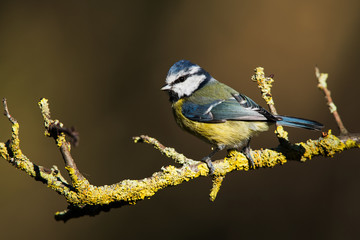 Blue Tit in his environment. Her Latin name is Cyanistes caeruleus.